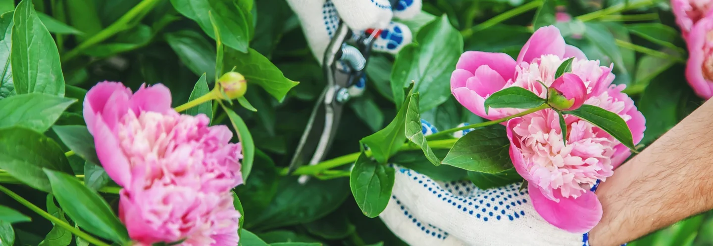 Person schneidet rosa Pfingstrosen mit Gartenschere